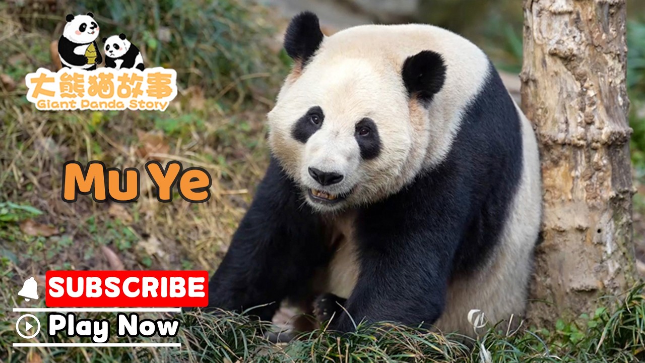 The Giant Panda Story】Episode 52 Mu Ye, The Adorable Panda With