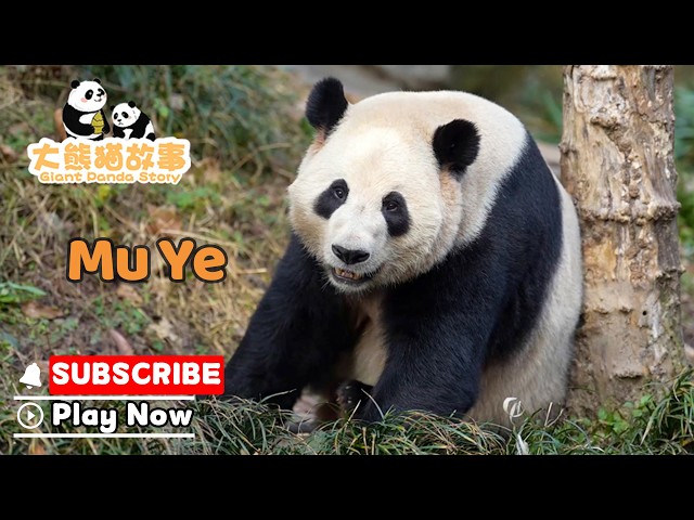 The Giant Panda Story】Episode 52 Mu Ye, The Adorable Panda With