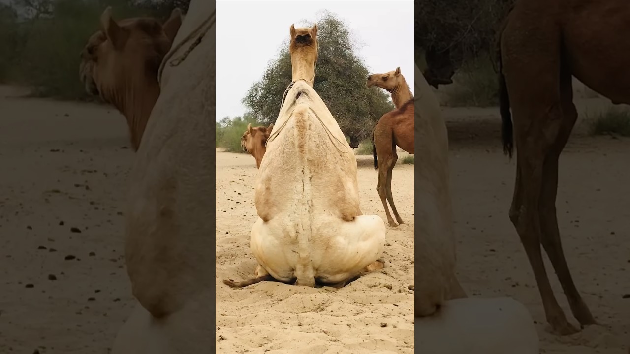 Camel mating 