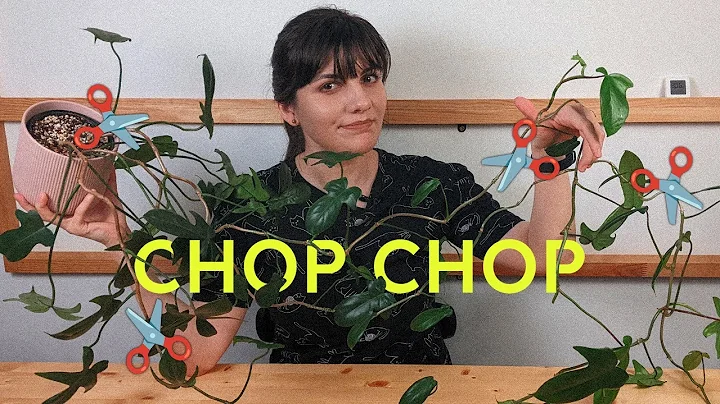 Why Your Plant is Leggy and How to Fix It