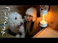 新居の地下を案内する犬が可愛いいいいいい。