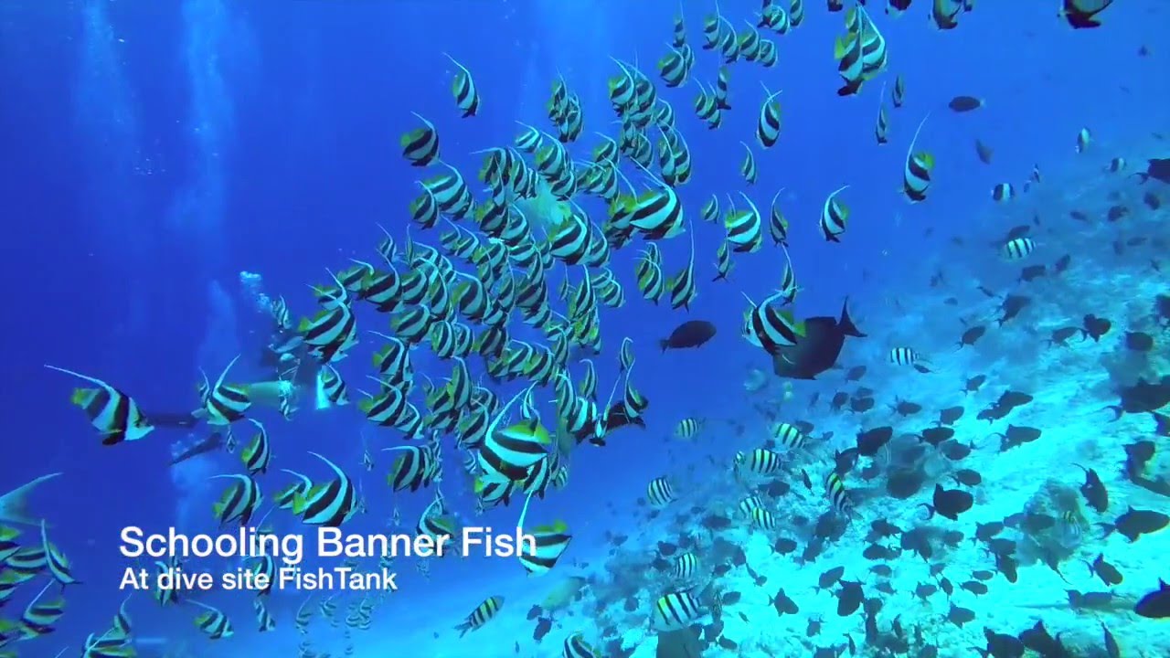 Schooling Banner Fish