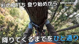 527] Pruning a cedar tree: A step-by-step guide from the start of