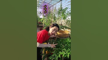 Rau rừng bị thuần hóa luôn. kha.kha!#nhatrangsadec #trongrausanthuong