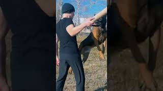 The Best Dog Training Tips From A Professional Trainer