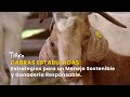 Cabras Estabuladas: Estrategias para un Manejo Sostenible - TvAgro por Juan Gonzalo Angel