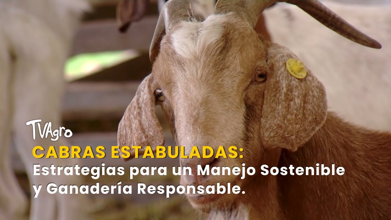 Cabras Estabuladas: Estrategias para un Manejo Sostenible - TvAgro por Juan Gonzalo Angel