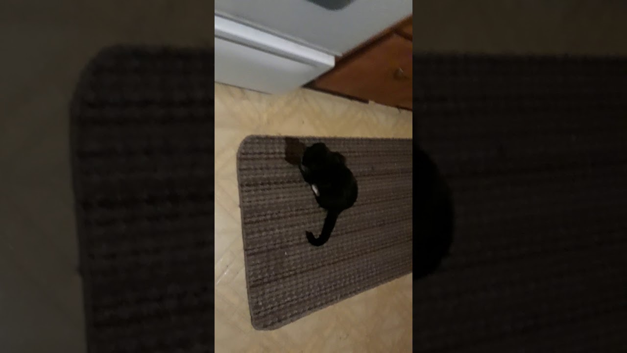 freebirds Oreo aka little bit the kitten getting use to her new family.