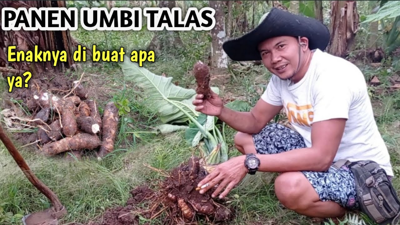 Panen talas belitung | mencabut umbi talas manual @TalimsanjayaNEW