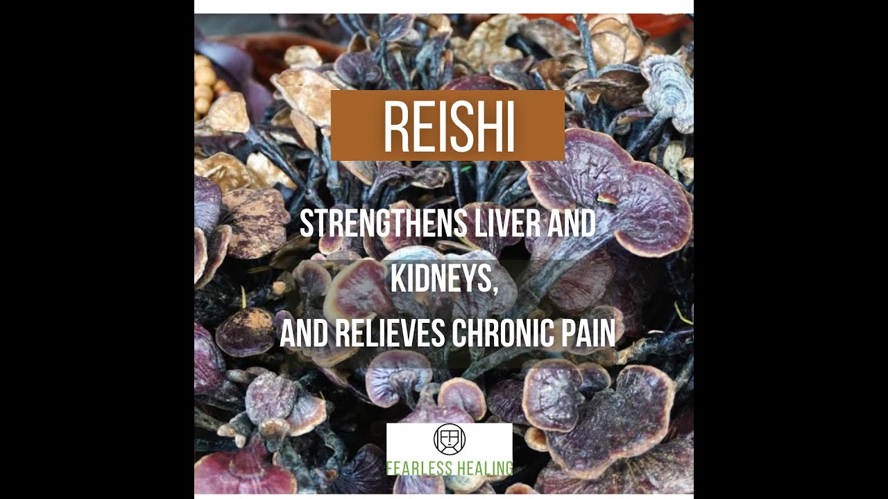 Reishi Mushrooms reishi liver kidneys chronicpain YouTube