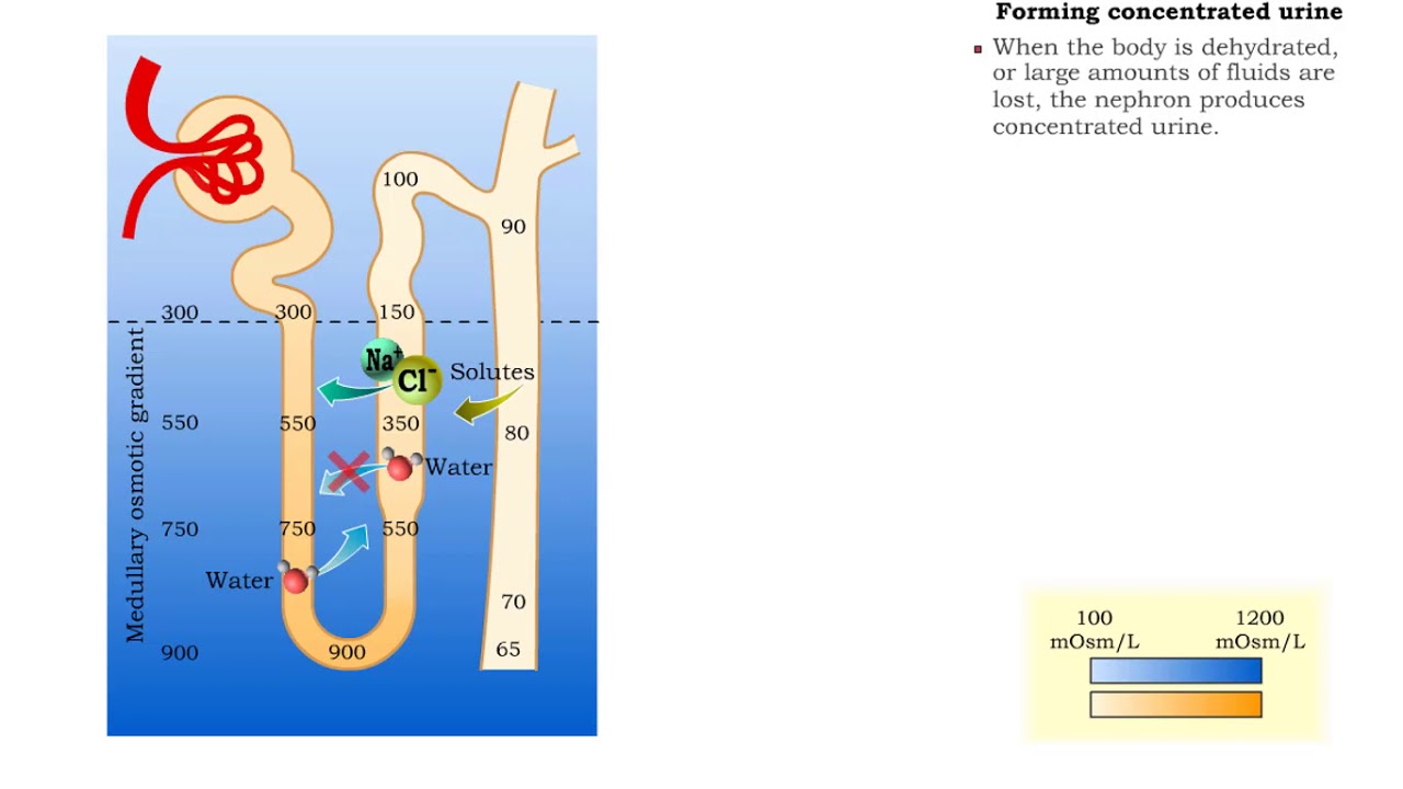 Forming Urine Influencing Factors Forming Dilute Urine Forming Forming Urine Influencing Factors Forming Dilute Urine Forming