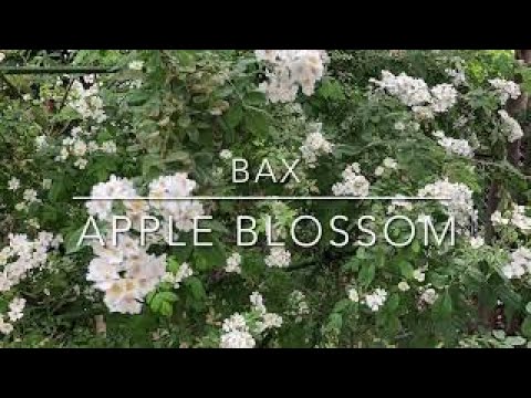 Bax: Apple Blossom Time