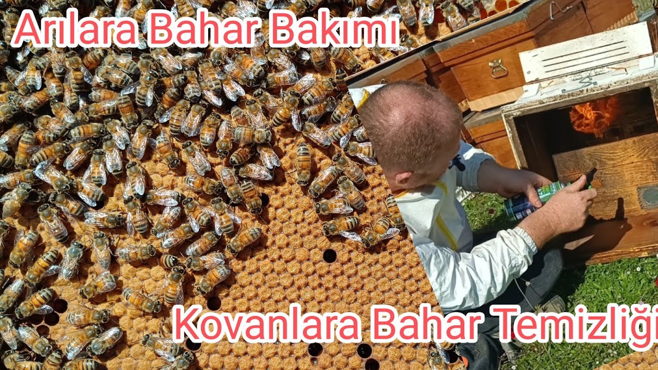 ARILARA BAHAR BAKIMI , KOVANLARDA BAHAR TEMİZLİĞİ