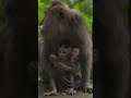 Cute 🐵 Funny 🐵 Sleepy Monkeys 🐵 #monkey #funny #adorable #animal #cute #nature #sleepy #babymonkey