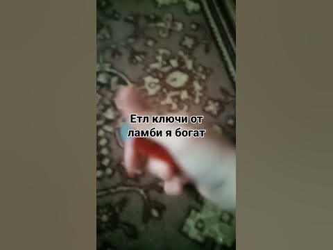 а ти ботик - YouTube