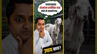 "त्वचारोगापासून शेळ्या कशा वाचवाल?"#How do you protect goats from dermatitis?#goatcare
