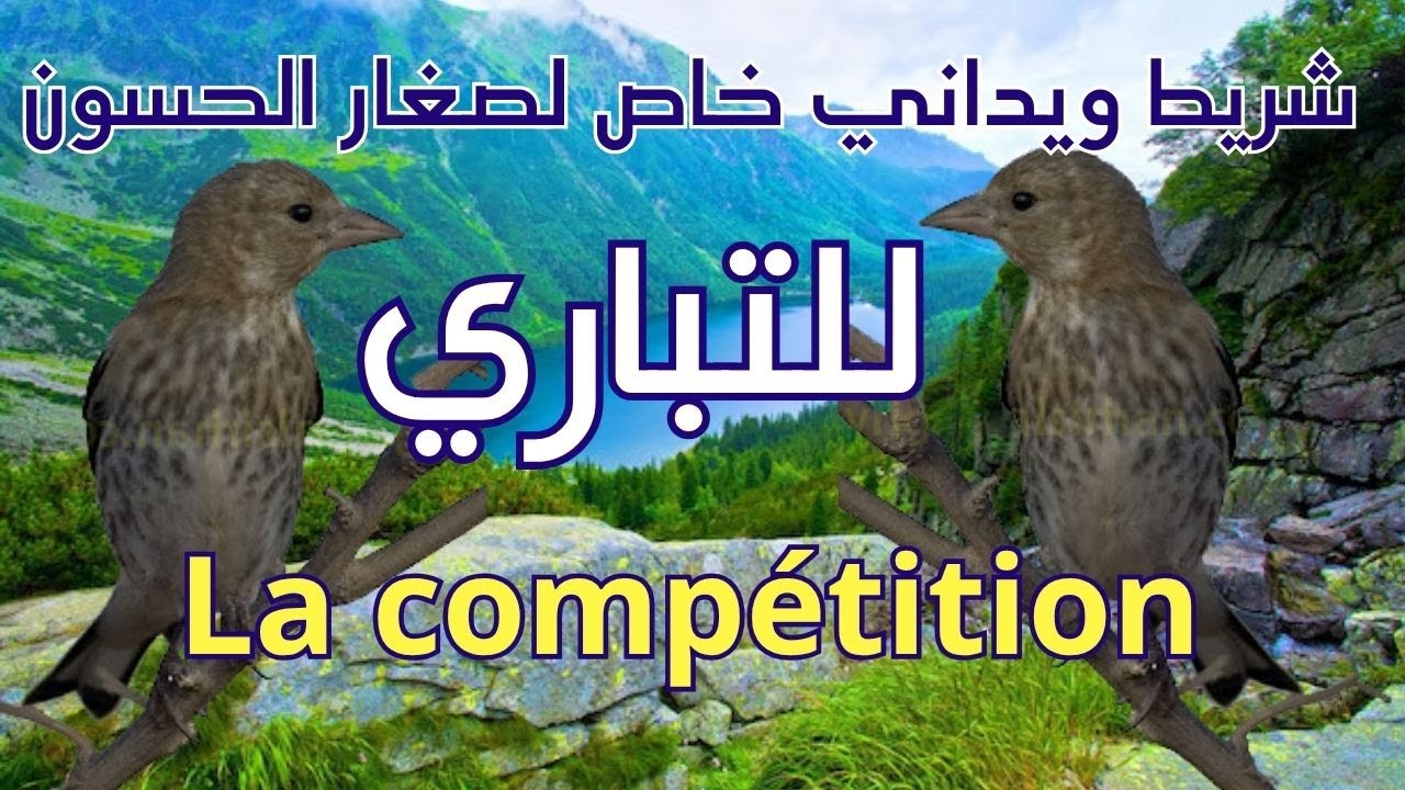 شريط ويداني خاص لصغار الحسون التباري (La compétition)