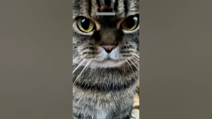 Watch the video about Funniest Cat 😼 kitten meowing crying 🥰 #babycats Part 6816