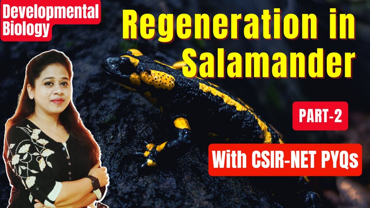 Regeneration (Part-2)  | Epimorphosis | Regeneration of Salamander | CSIR PYQs | CSIR NET