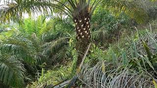 Tujuan Menunas Pruning Pada Tanaman Kelapa Sawit