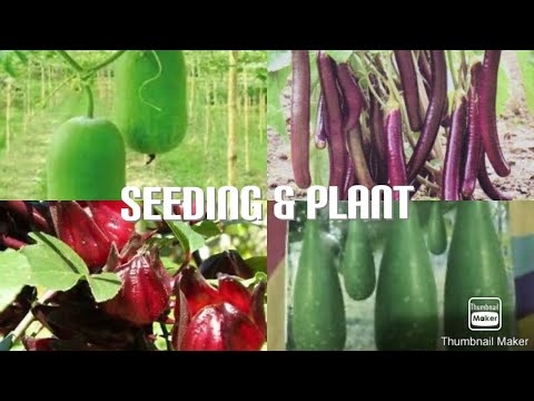 Video: Ang Seedling Hydrogel Ay Isang Mahusay Na Tumutulong