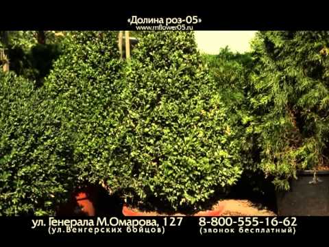 Долина Роз 05 Долина Роз 05