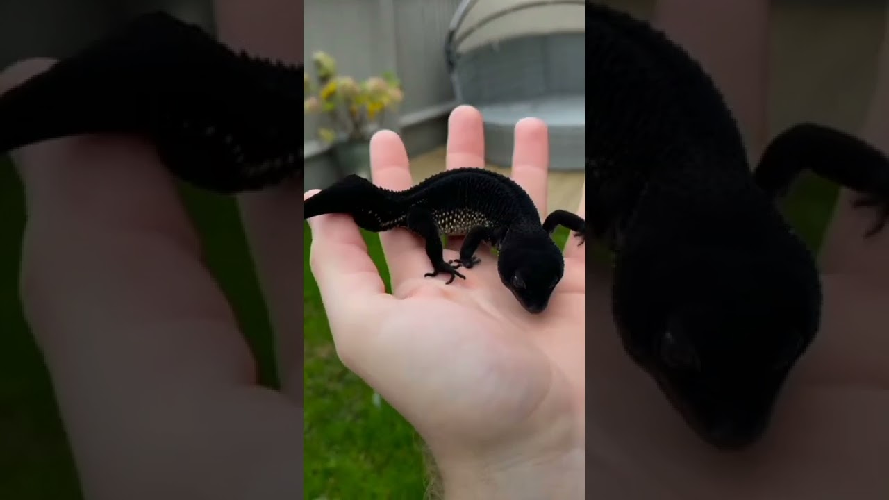 Black Lizard pet 