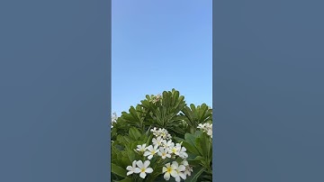 آيات بينات من الذكر الحكيم ,القرآن بصوت خاشع