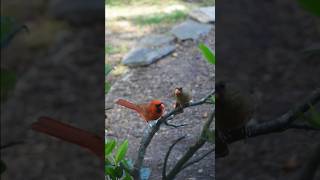 Sweet Northern Cardinals backyard moment ❤️🐦#birds #asmr #nature #shorts #love #fypシ #fy #fyp #fy