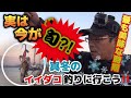 実は今が旬？！今年もやります！真冬のイイダコ釣り！