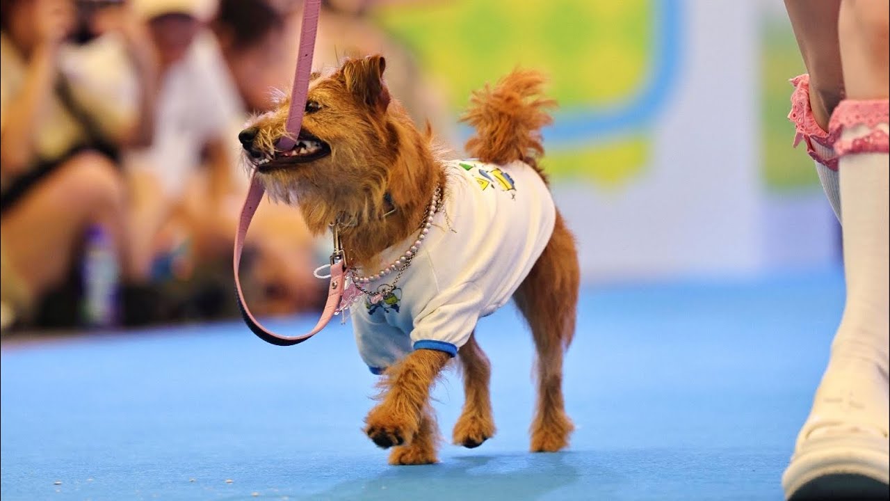 2024 Pet Fair Asia Shanghai