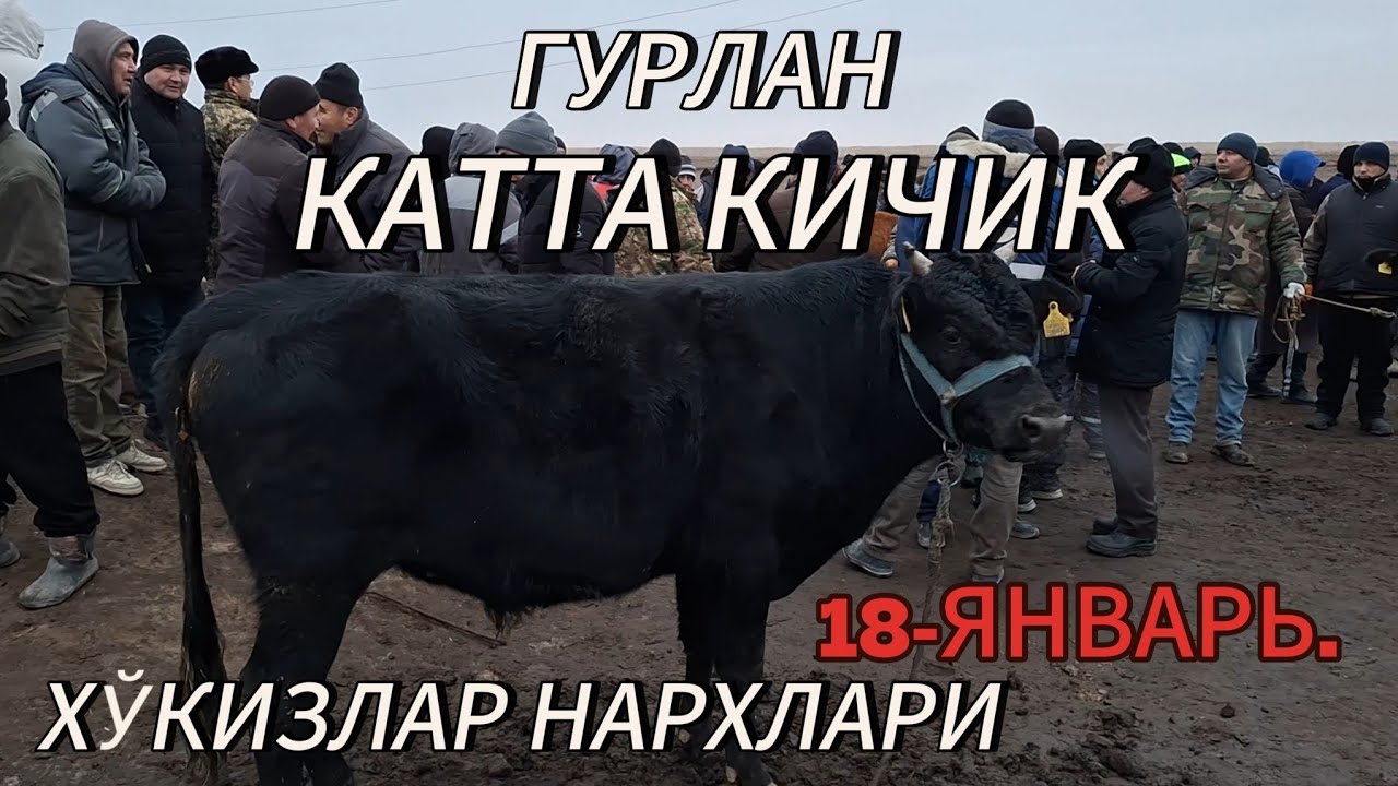 18-ЯНВАРЬ ЕРТАЛАПКИ САВДОЛАР🦬🦬 КАТТА!!! КИЧИК 🦬🦬ХЎКИЗЛАР НАРХЛАРИ 