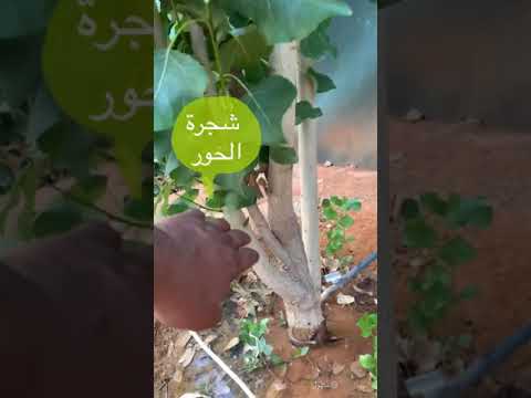 فيديو: كيف تبدو ورقة شجرة الحور الرجراج؟