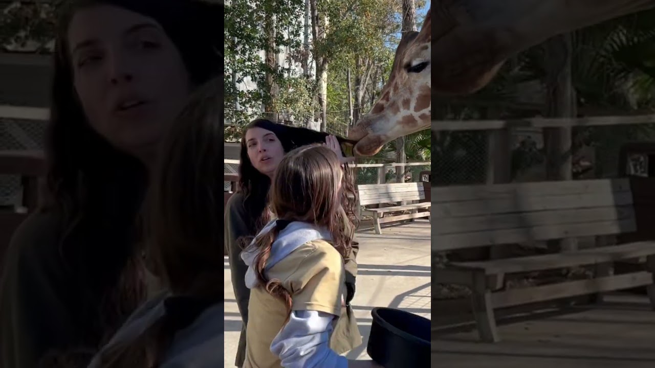 Giraffe EATS woman’s hair! 