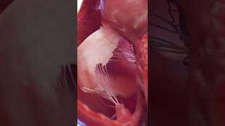 Human Heart Functioning #viralvideo