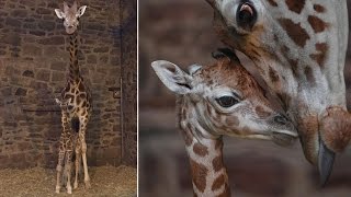 Rare Baby Giraffe Able To Stand, Just Minutes After Being Born