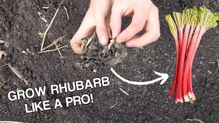 How To Grow Rhubarb To Live 30+ YEARS!