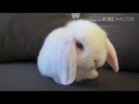 Cute Baby Bunny