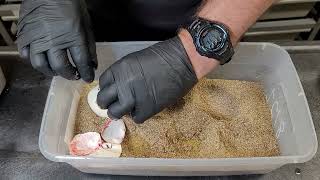 Ball Python Breeding, Clutch Pipped Let's See What's Inside. #ballpythons #ballpython #snake
