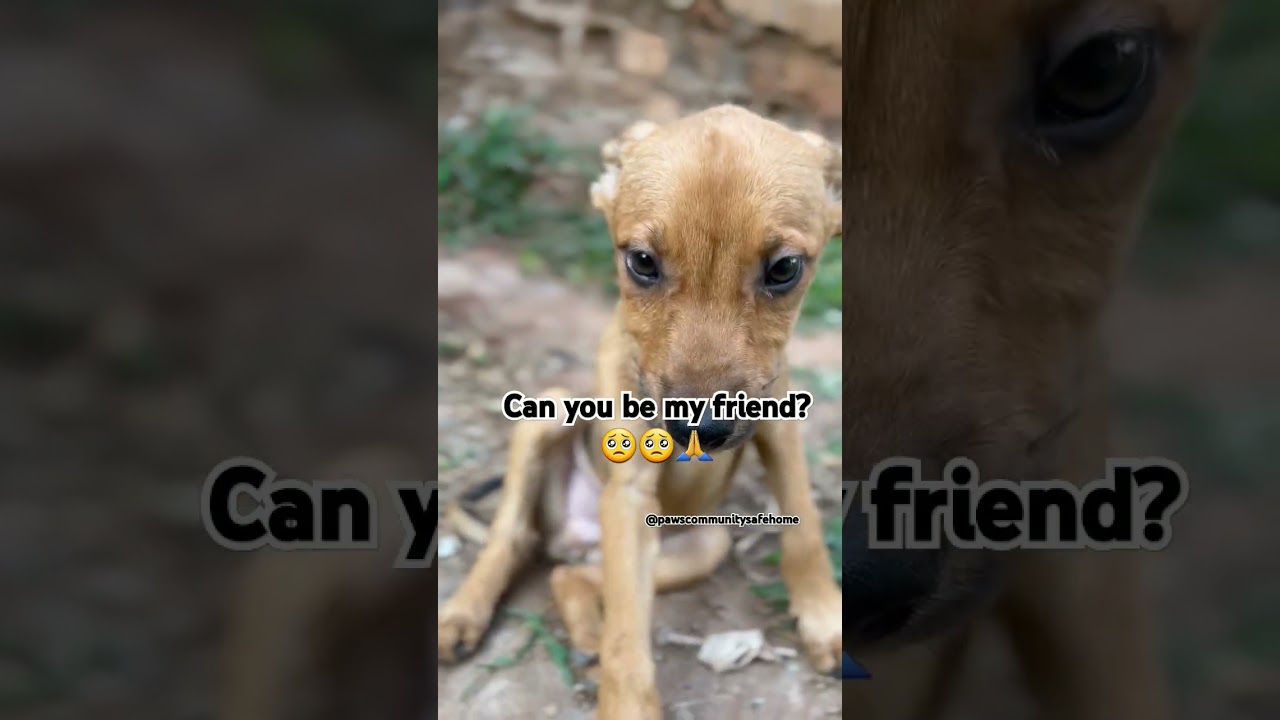 What if 20 seconds could save an animal in need? 