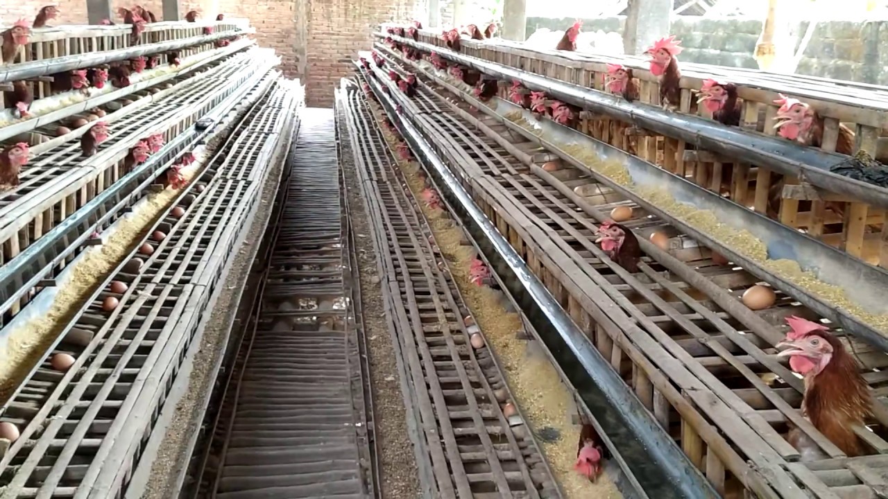 Ayam Petelur Telurnya Besar Besar Ini Rahasianya