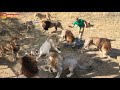 Утреннее кормление львов в Тайгане | Morning feeding of lions in Taigan.