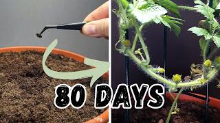 Can I Grow Melon In My Room? (from seed)