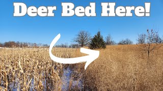 Late Winter Switchgrass Deer Bedding