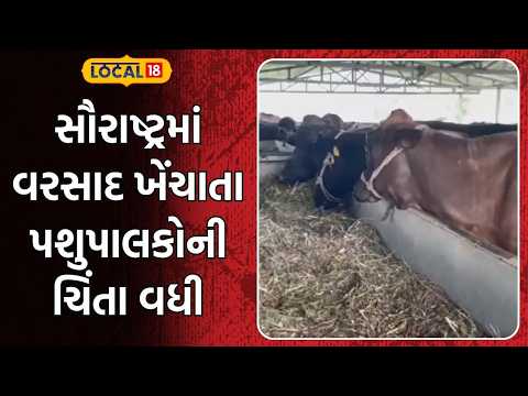Saurashtra Rain Shortage | સૌરાષ્ટ્રમાં વરસાદ ખેંચાતા પશુપાલકોની ચિંતા વધી | Monsoon | Rain |Local18