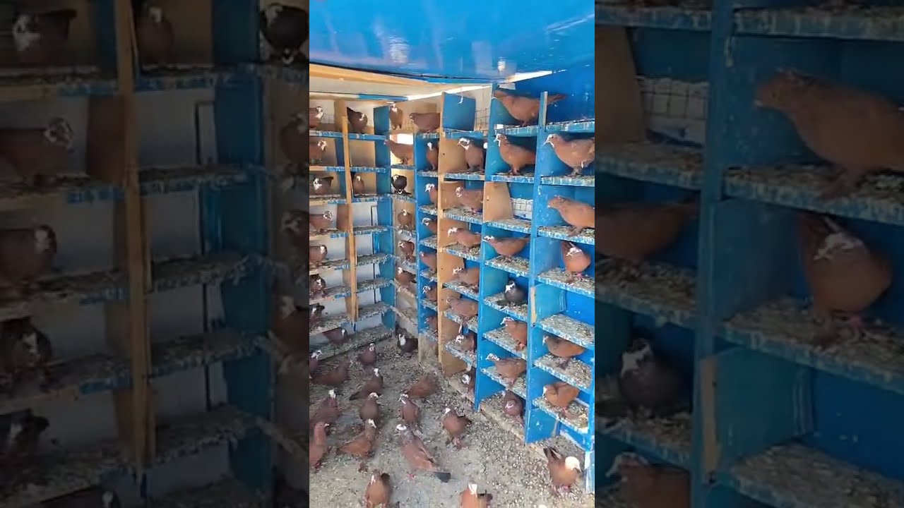 كباتن هذني شادات حلاوه عددهن 140