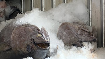 Khánh Hòa: Ngư dân vui mừng vì trúng đậm cá ngừ đại dương | Tuổi Trẻ TV