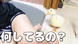 ママの真似をするフクロウと、何もわかってないアヒルの子