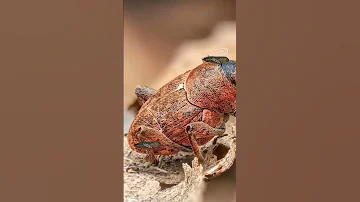 سبحان من خلق فأبدع Foryou اكسبلور 