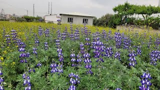 Aci Bakla Çi̇çekleri̇ Termiye